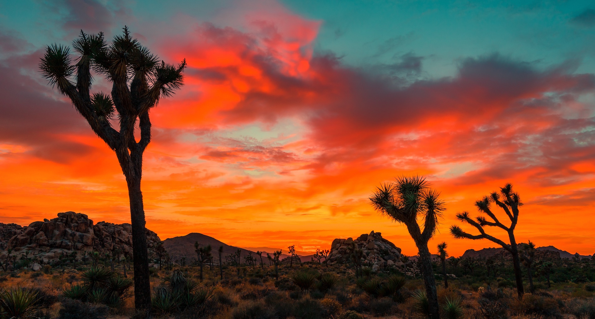 Best Things To Do In Joshua Tree Best Of The U S Fifty Grande