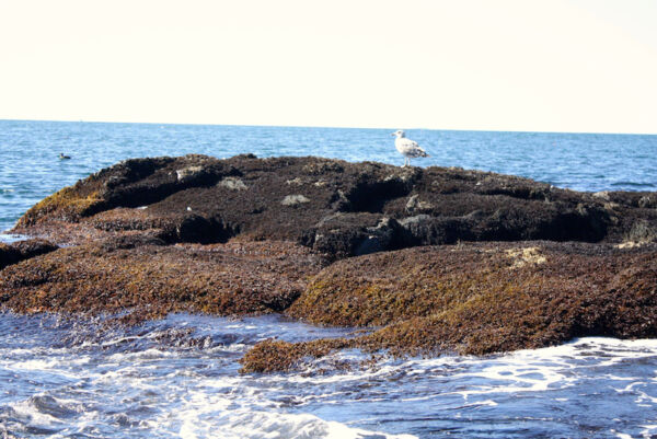 An Artists Guide To Monhegan Island Fifty Grande