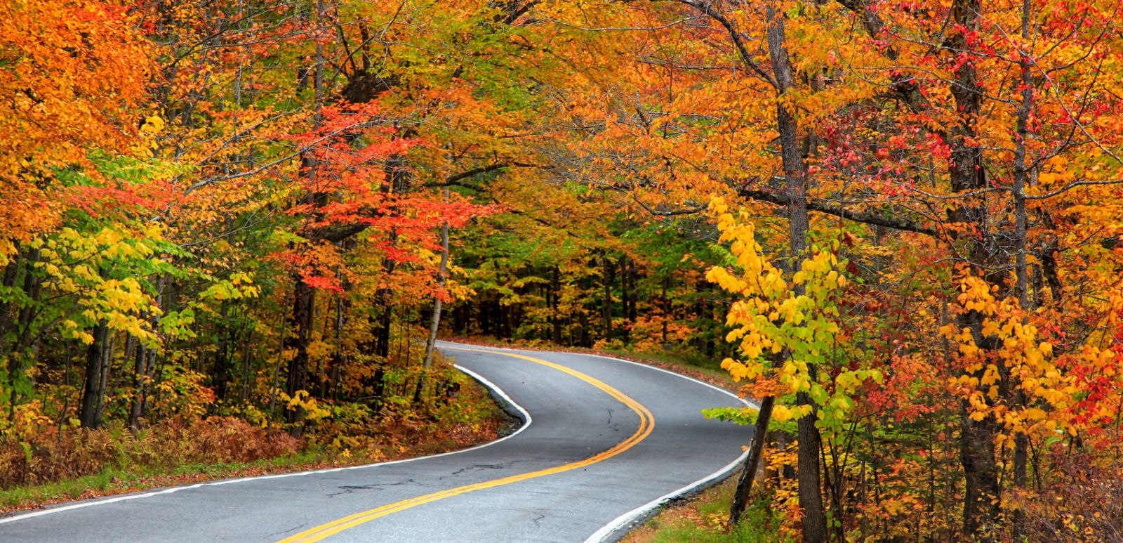 How Is Fall Foliage Affected by Climate Change? - Fifty Grande
