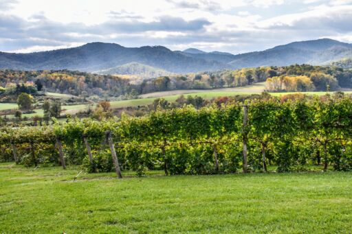 Autumn vineyard hills during in Virginia with yellow trees. Photo via Shutterstock.