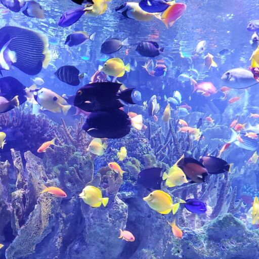 Best aquariums in America. Photo via Shutterstock.