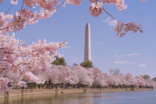 Washington monument during Cherry Blossom Festival in Washington