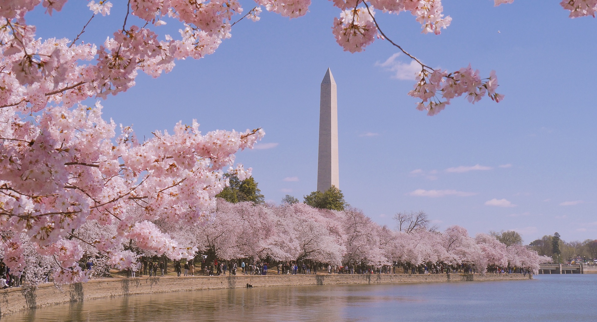 National Cherry Blossom Festival 2024 Festivals Fifty Grande