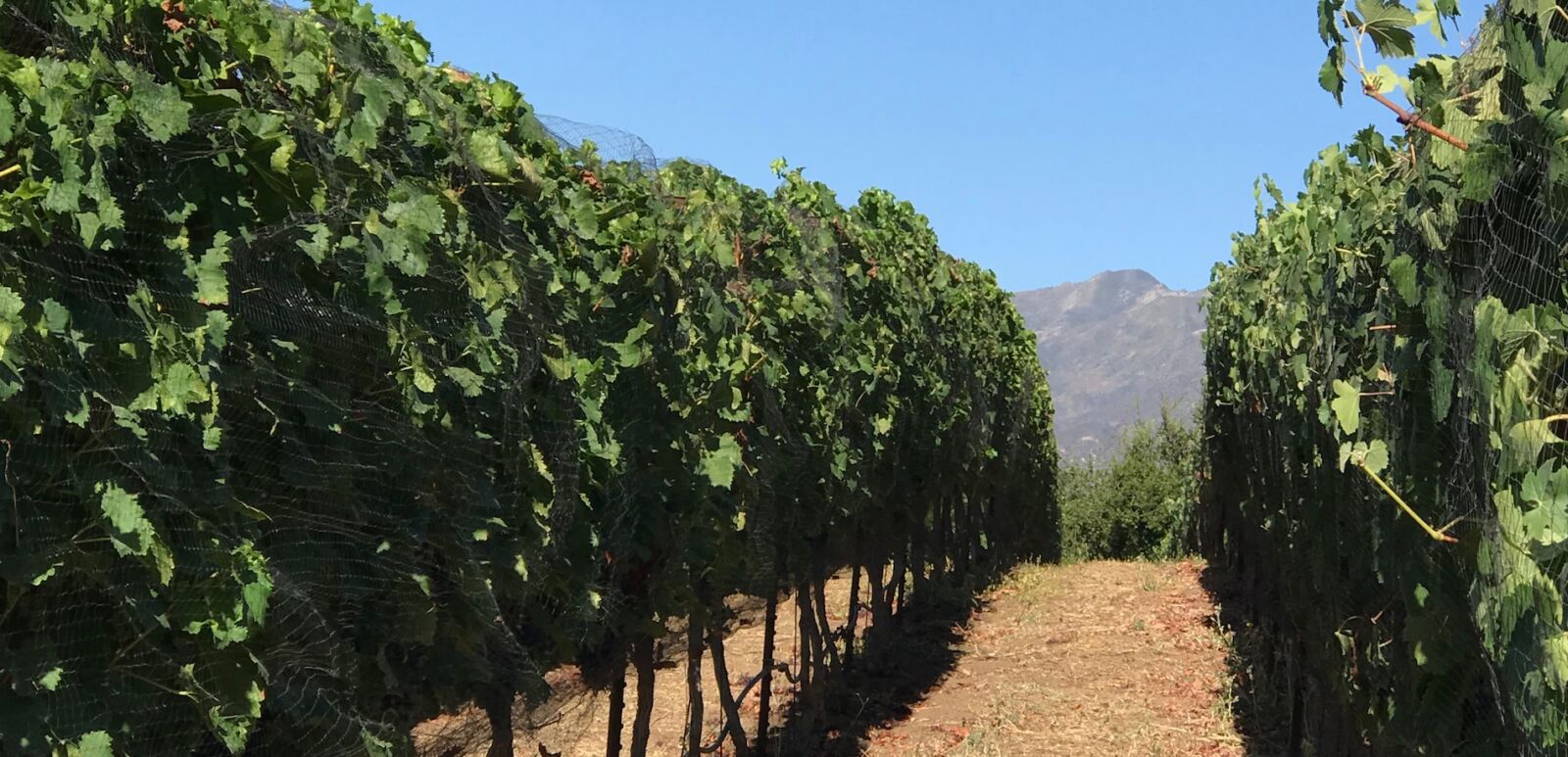 Vineyard in Ojai Valley, California.