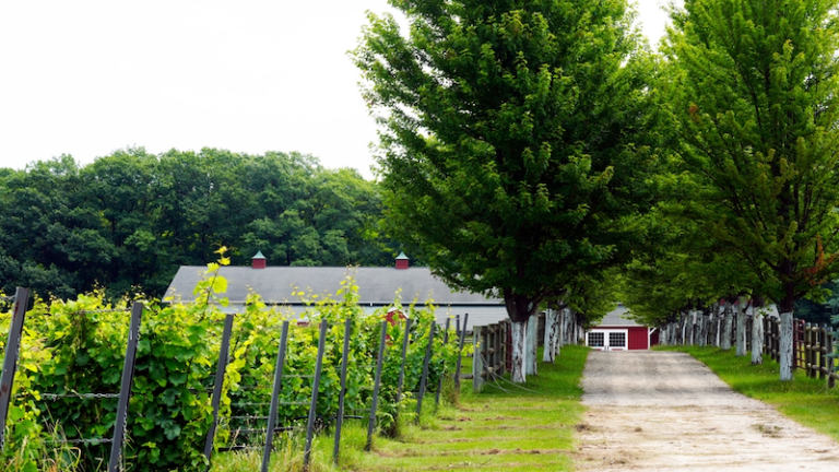 Exploring the Black Star Farm Winery