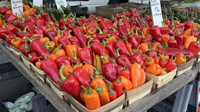 Sara Hardy Downtown Farmers Market