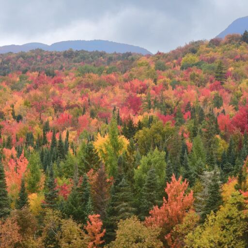 Scenic view of distant mountains and tree lined hillside carpeted with evergreen trees and colorful fall foliage.