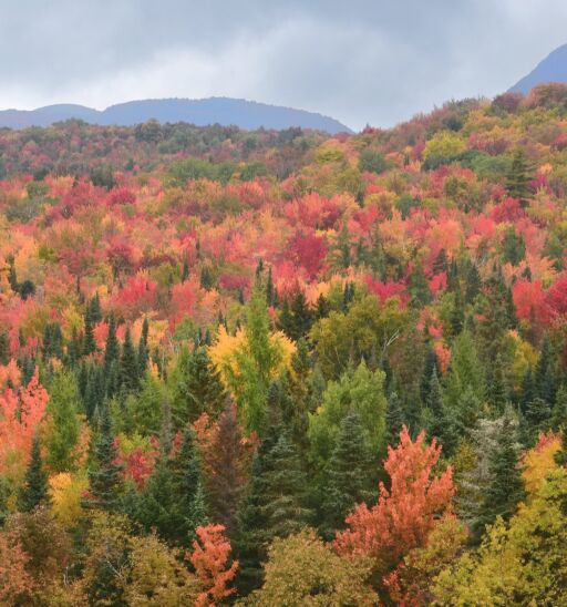 Scenic view of distant mountains and tree lined hillside carpeted with evergreen trees and colorful fall foliage.