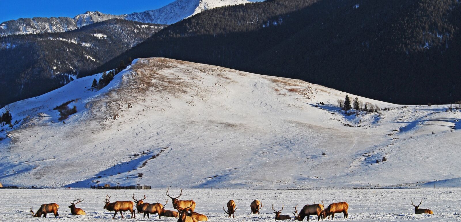 An elk refuge in Jackson Hole, Wyoming.