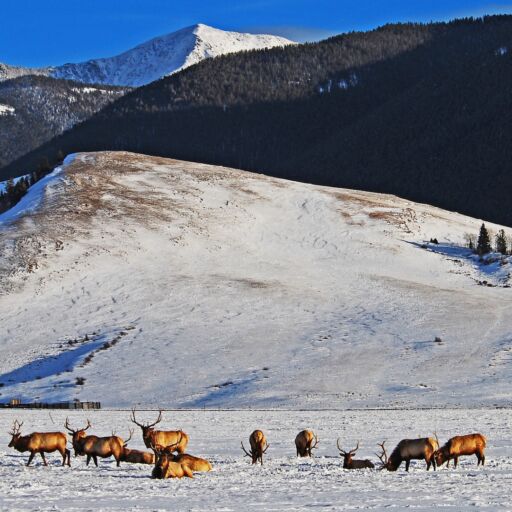 An elk refuge in Jackson Hole, Wyoming.