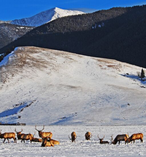 An elk refuge in Jackson Hole, Wyoming.