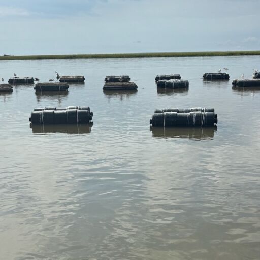 Oyster farm